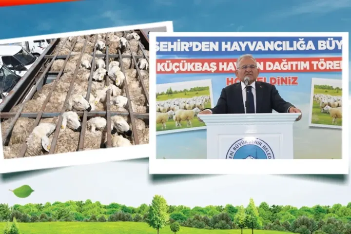 Kayseri'de Koyun Projesiyle Yüksek Oranda Artış Yaşandı.