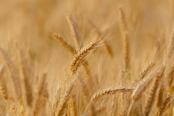 Tarım Emtia Piyasasında Buğday Fiyatları Yükseldi: El Nino ve Kuraklık Etkisi