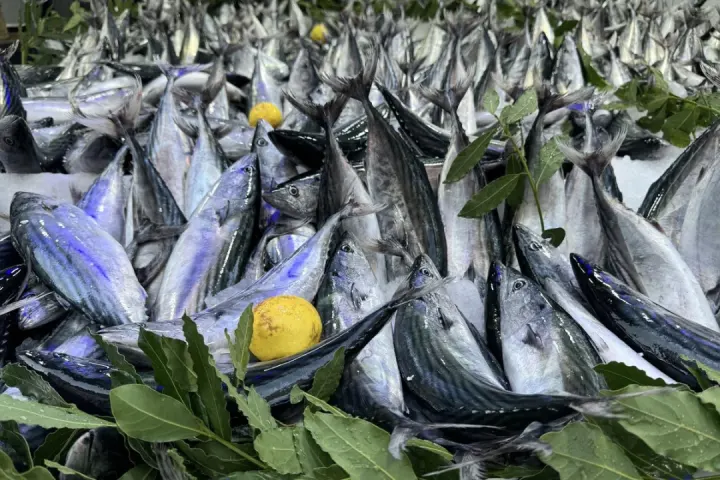 Palamut Fiyatları Düştü! Balıkçılardan Avcılığa Ara Verme Çağrısı
