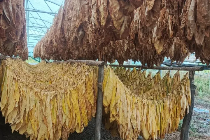 Bilecik'te Burley Tütünü İçin Yüksek Verimli Alternatif Ürünler Projesi Başlatıldı
