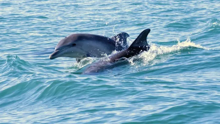 Yapay zeka modeli DolphinGemma, Yunusların sesli iletişimini anlamayı amaçlıyor.