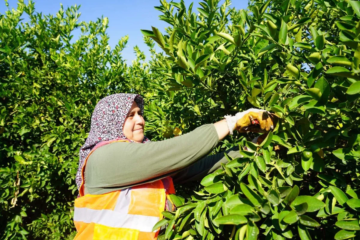 Limonda Üretici-Market Fiyat Farkı Yüzde 999’u Aştı: Tarlada 3,90, Rafta 42,87 Lira