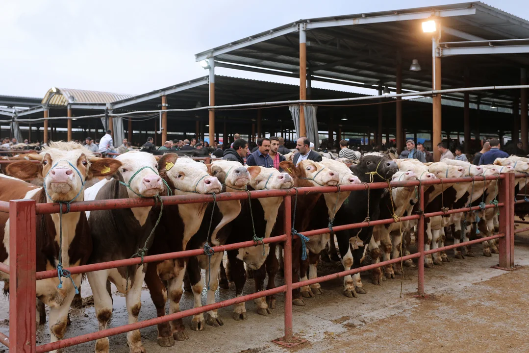 Tarım Bakanlığı'ndan Acil Karar: Türkiye Genelinde Hayvan Pazarları Kapatıldı