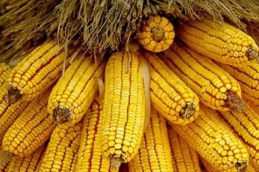 Mısır İçin 500 Bin Tonluk İthalat Kontenjanı Açıldı