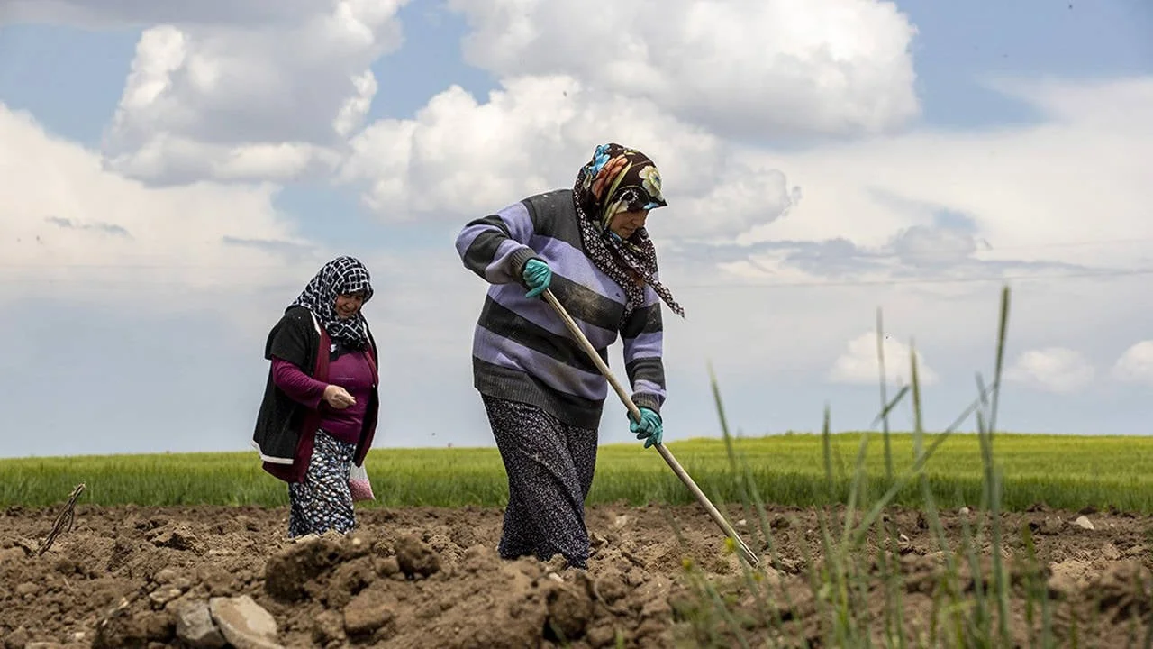 Çiftçilere 349 Milyon TL’lik Destek Ödemesi Bugün Hesaplara Yatıyor