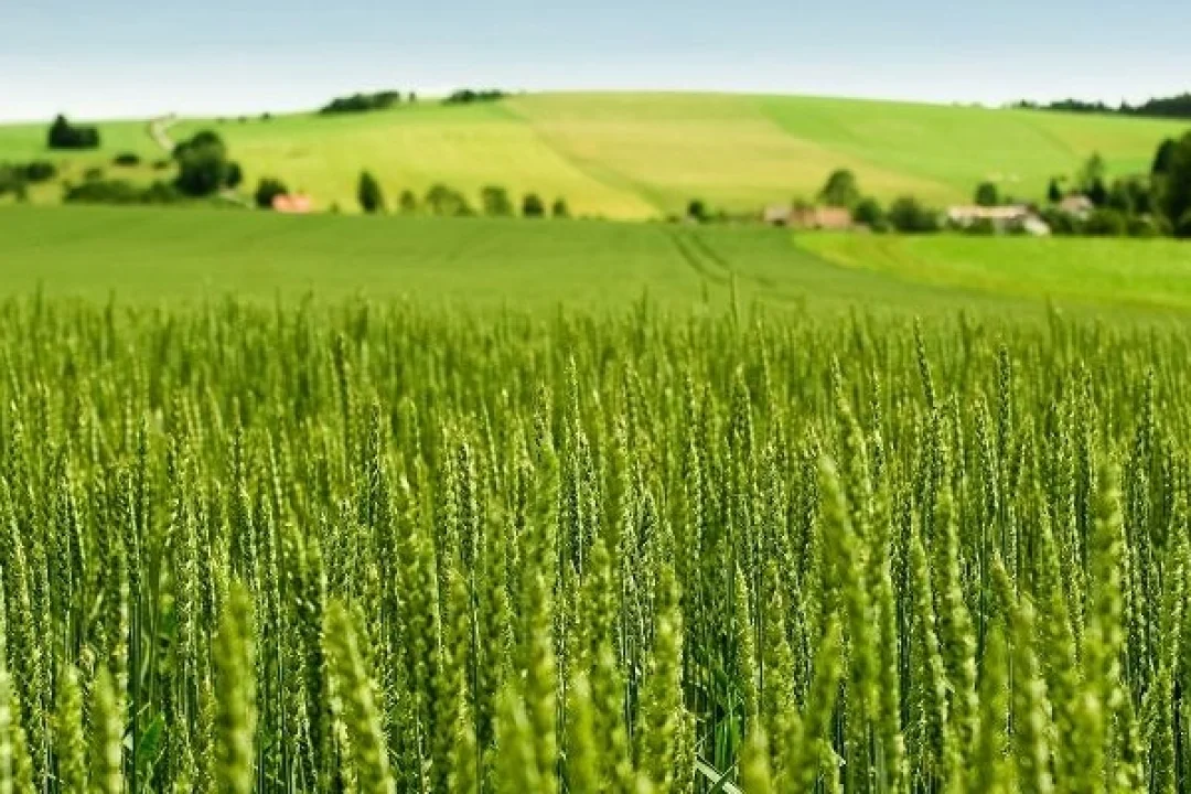 Tarım Ürünleri Üretici Fiyat Endeksi Yıllık %45,40 Arttı: Tek Yıllık Bitkisel Ürünlerde Belirgin Fiyat Yükselişi