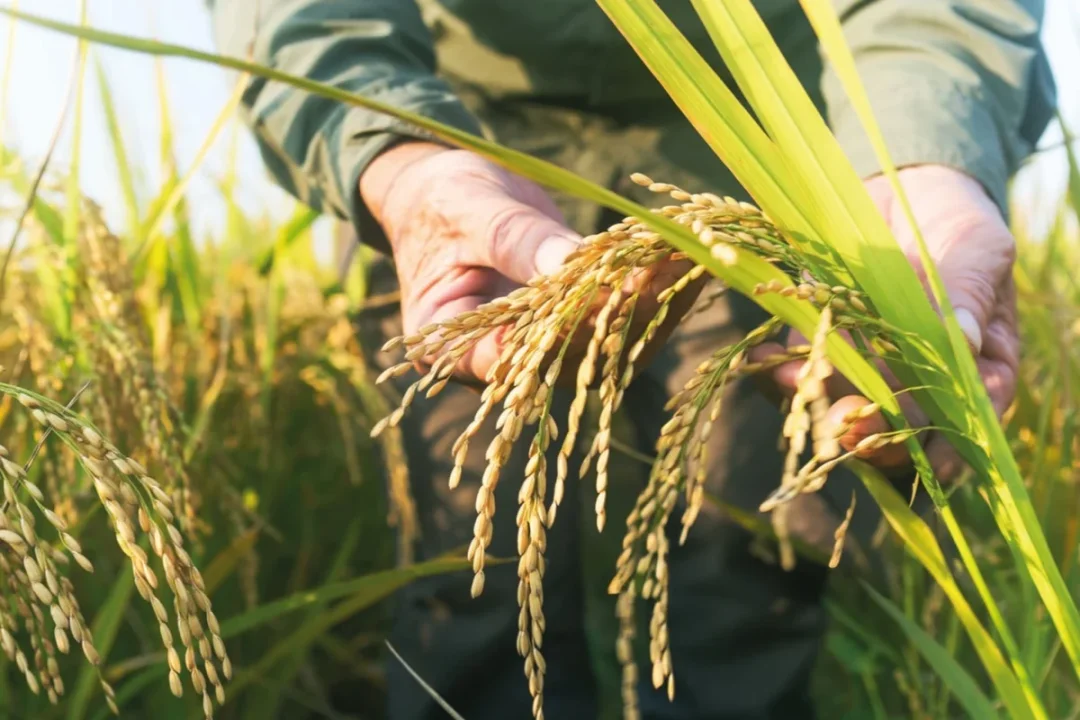 TMO, Randevulu Çeltik Alımlarına Başlıyor