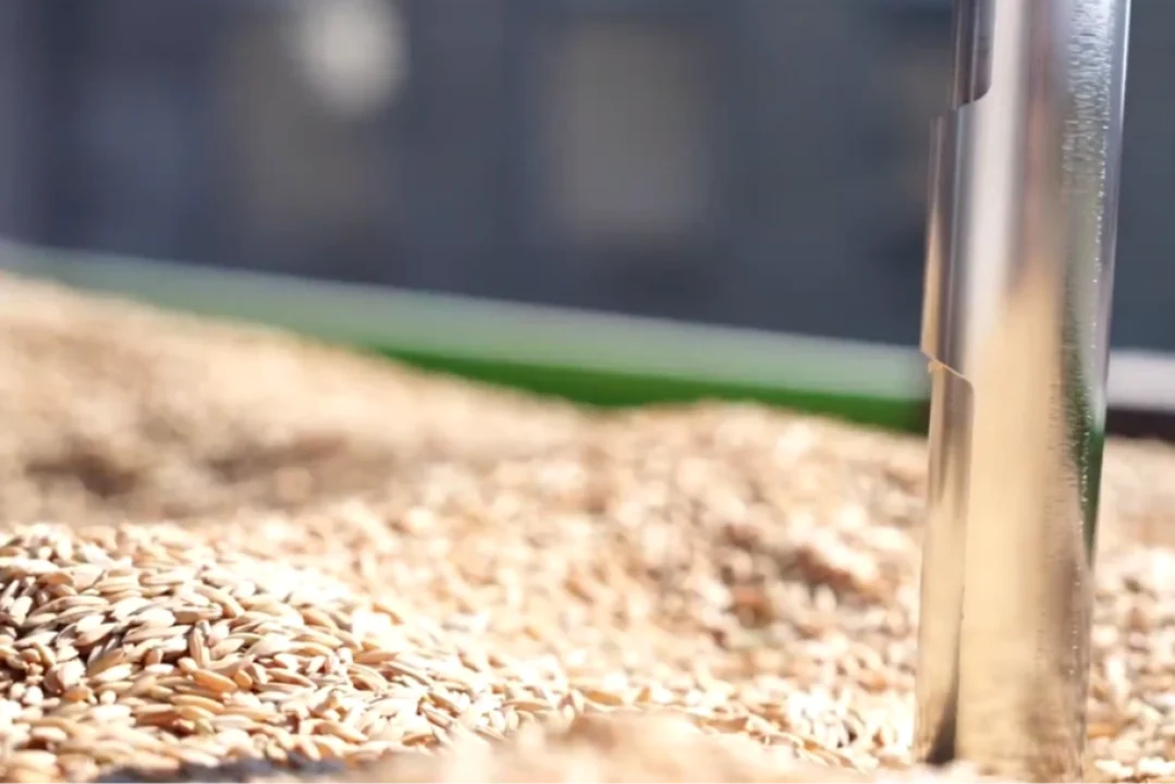 TMO, Çeltik Alımlarına Devam Ediyor.