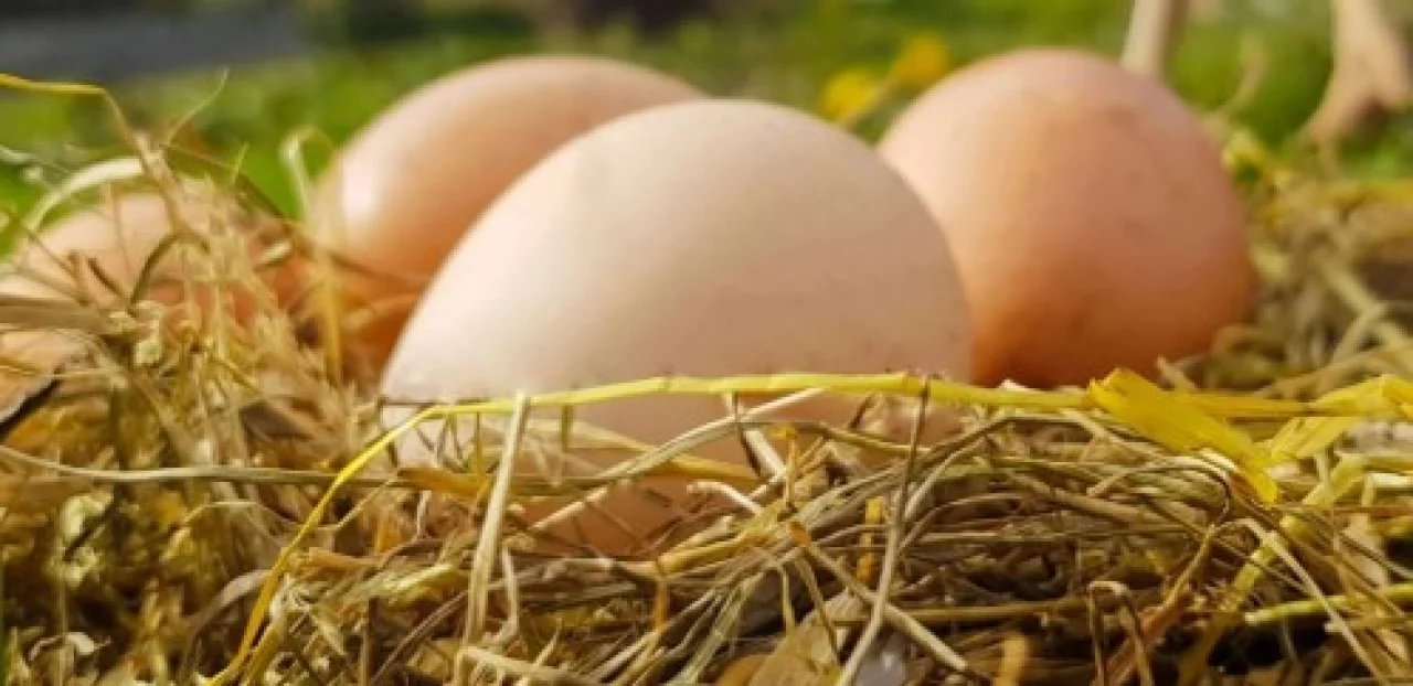 Yıllık Olarak Artan, Aylık Olarak Azalan Kümes Hayvancılığında Trend Devam Ediyor