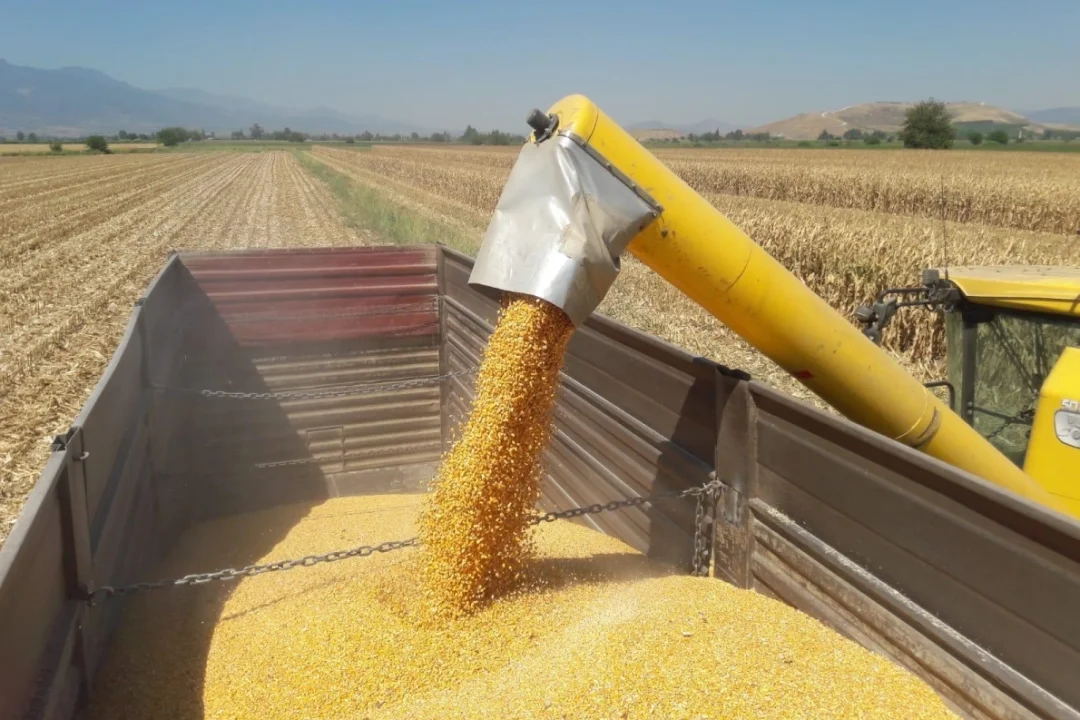 3 Milyon Tonluk Mısır İthalatında Tarife Kontenjanı Açıldı