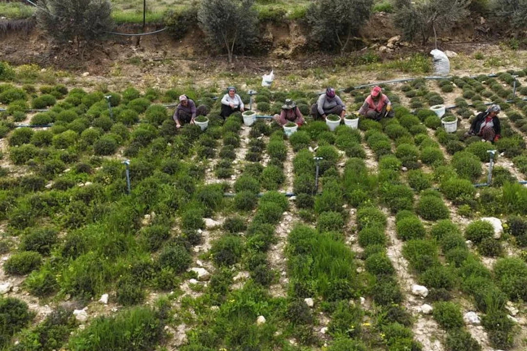 Hatay’da Zahter Hasadı Başladı: Sofraların Vazgeçilmezi Kilosu 300 Liradan Satılıyor
