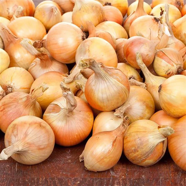 Kuru Soğan İhracatında Rekor Artış: İlk Çeyrekte 15 Kat Yükseldi