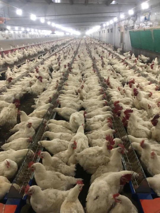 Beyaz Et Sektöründe Büyük Soruşturma: 13 Şirkete Kayyum, 32 Şüpheli Hakkında İşlem