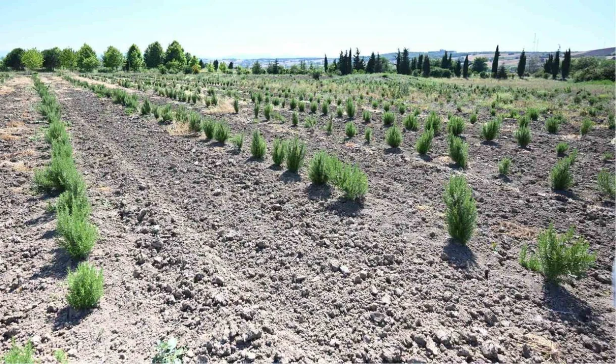 Samsun'da Orman Köylüleri Tıbbi ve Aromatik Bitkilerden 6 Ayda 3,5 Milyon Lira Gelir Elde Etti