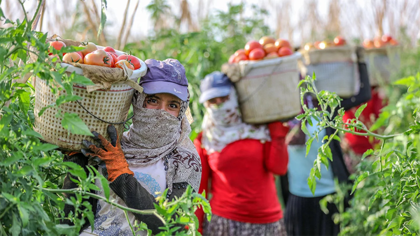 Mevsimlik Tarım İşçilerine İyi Haber: Çalışma Koşulları Düzenleniyor